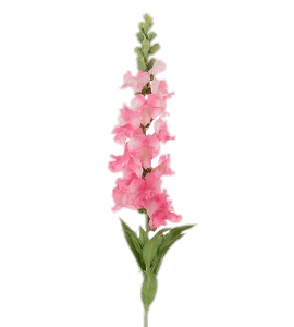 Pink Snapdragon