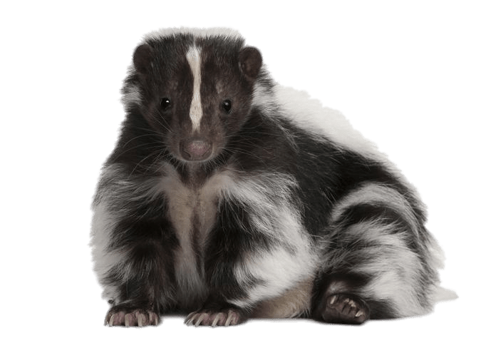 Cute Skunk