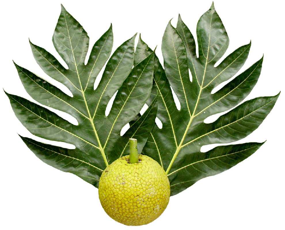 Breadfruit and Leaves