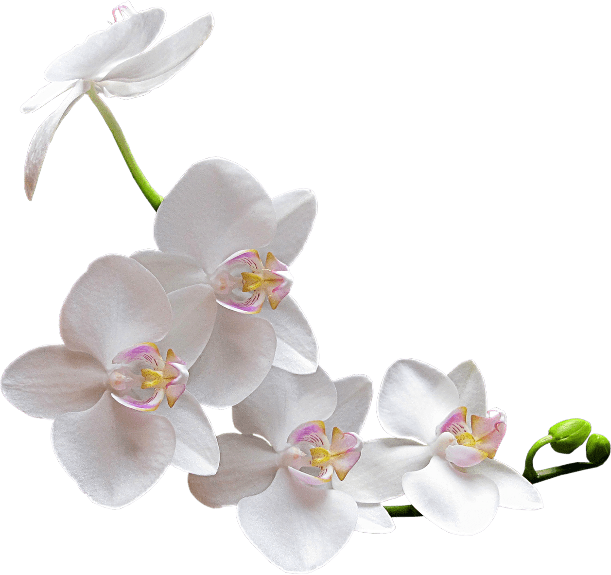White Orchid