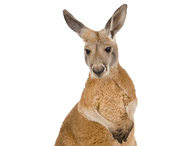 Kangaroo Close Up