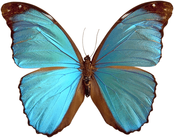 Blue Brown Butterfly