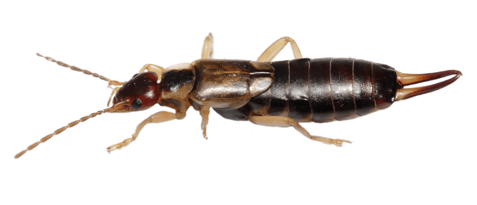 Earwig Horizontal