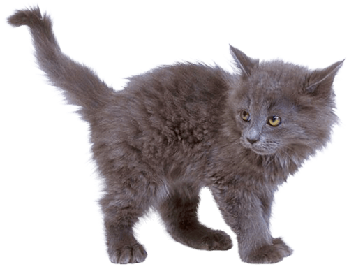 Grey Kitten Cat