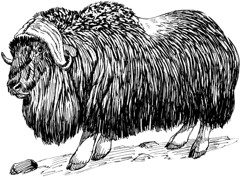 Musk Ox Drawing Black and White