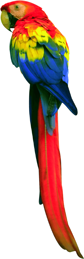 Long Tail Parrot