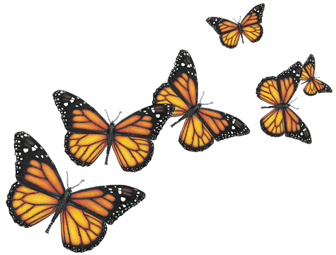 Six Butterflies