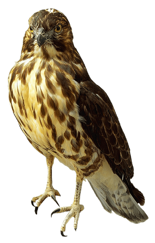Falcon Standing