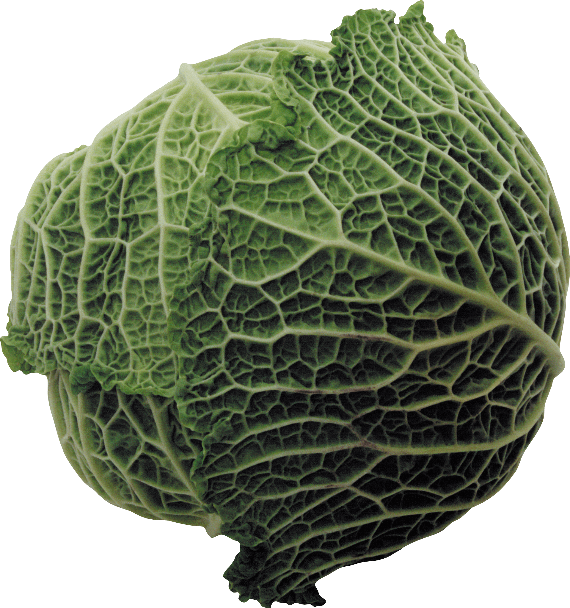 Large Cabbage