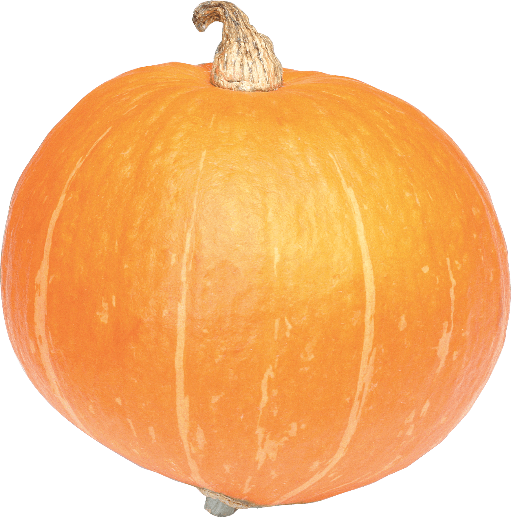 Large Pumpkin
