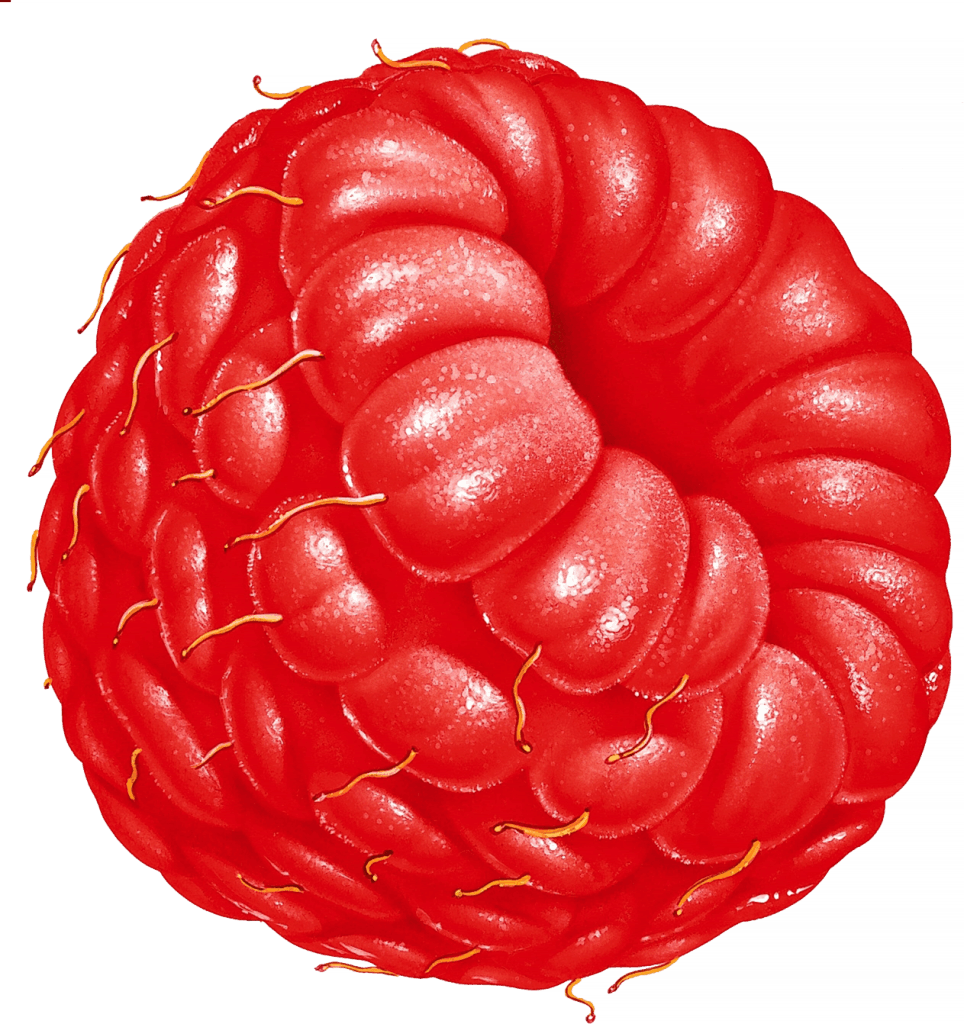 Large Raspberry Illustration