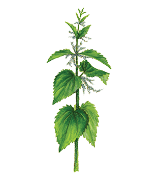 Blossoming Nettle