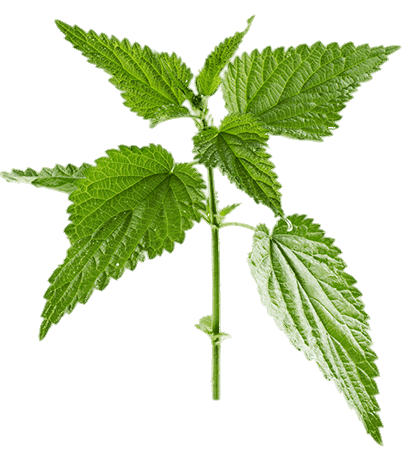 Nettle Plant
