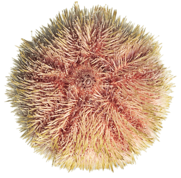 Colourful Sea Urchin