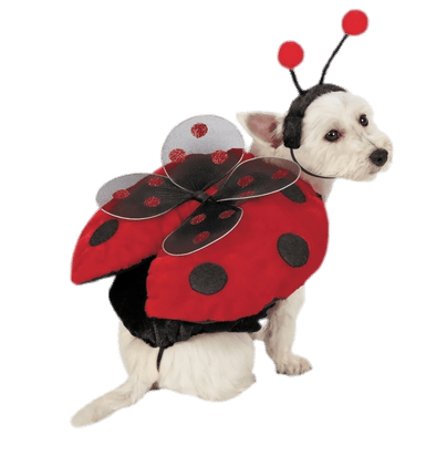Lady Bug Costume For Dogs