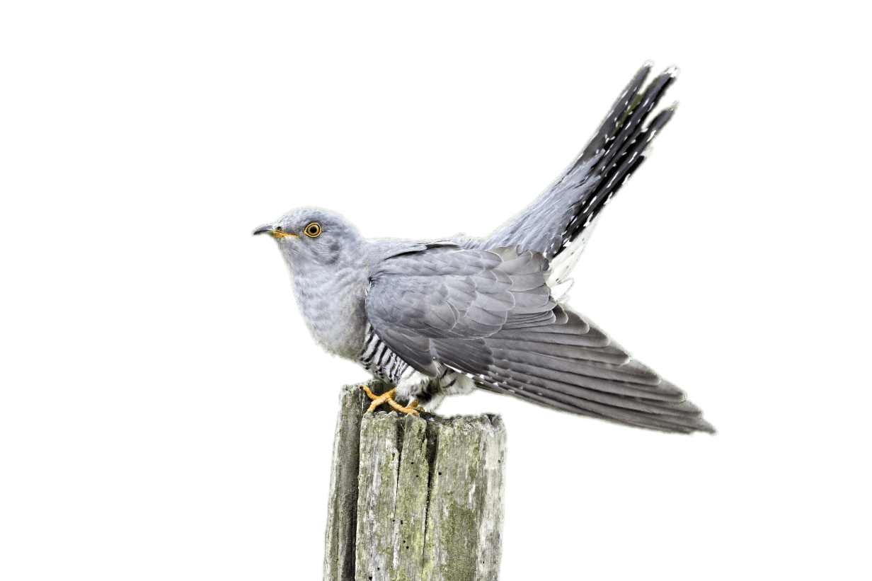 Cuckoo on A Wooden Pole