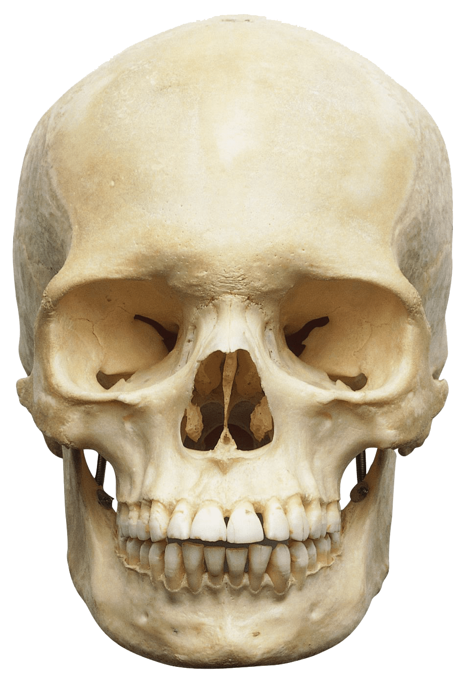 Human Skull White
