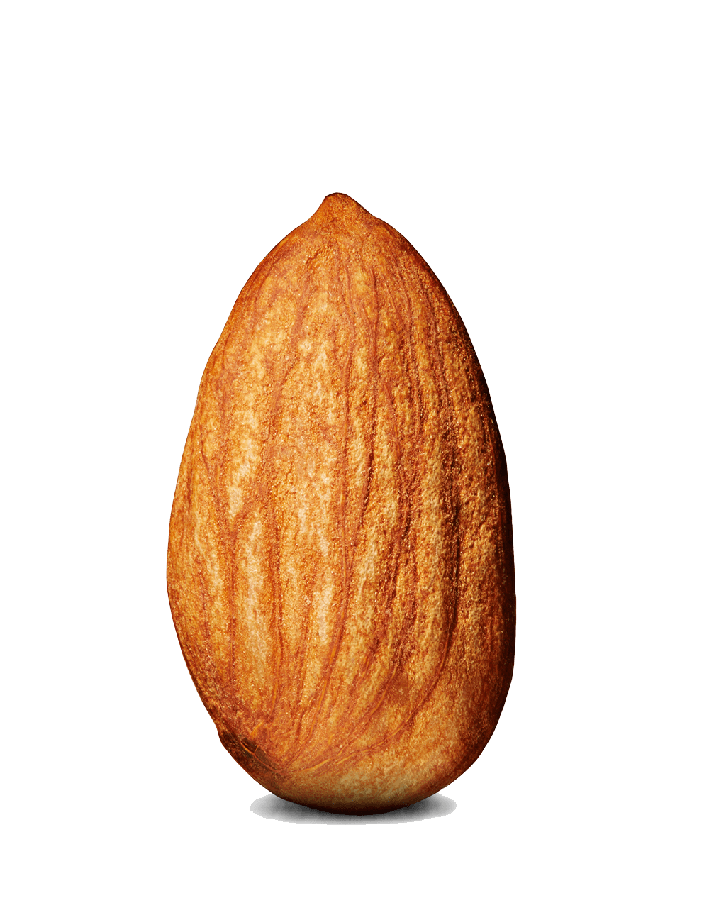Almond Single