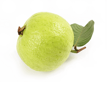 Guava Single
