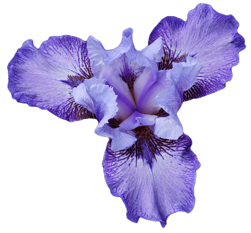Iris Close Up