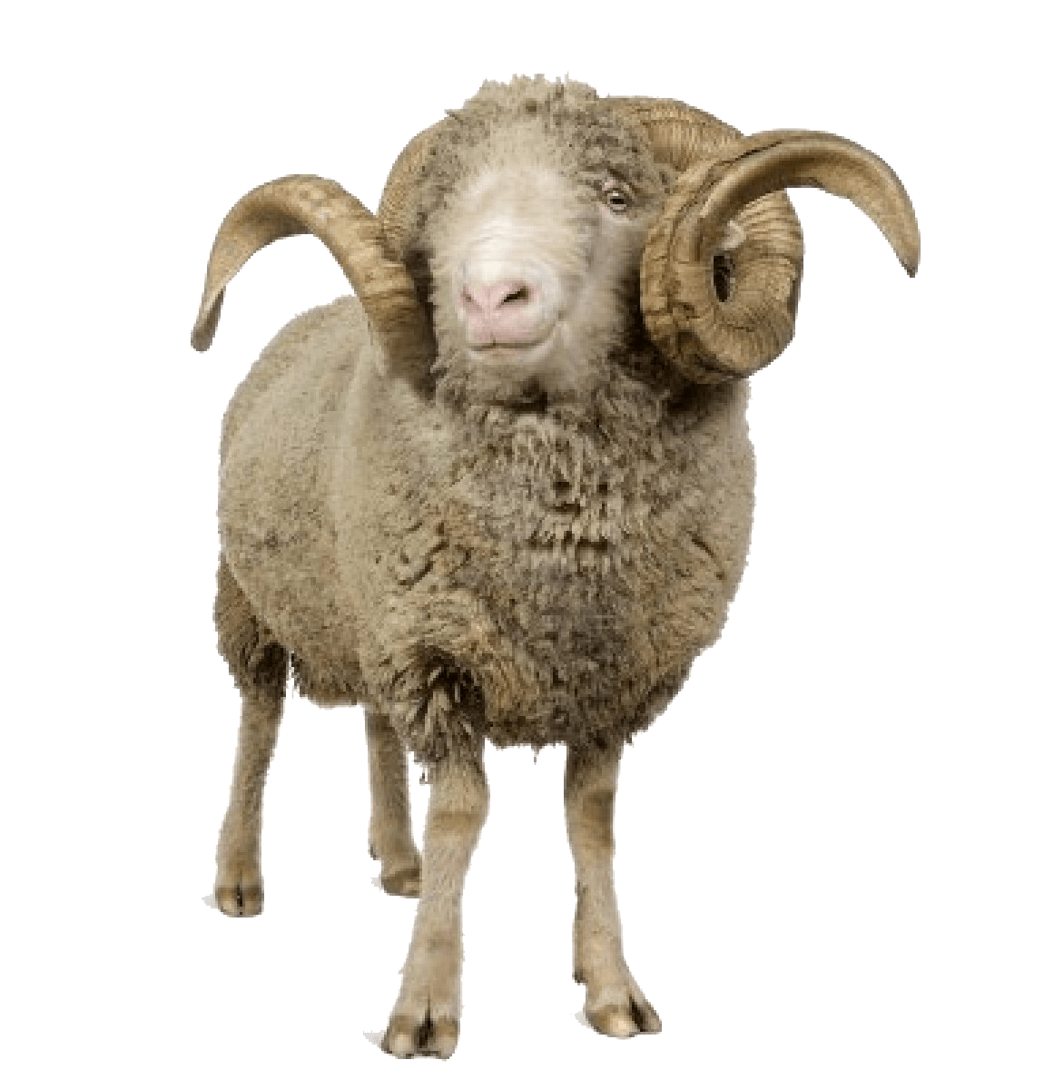 Sheep With Horns