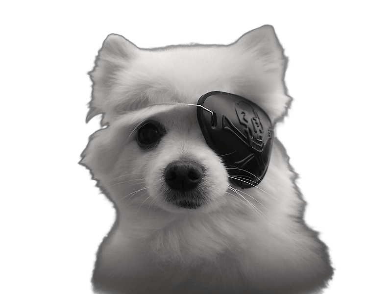 Gabe the Dog Eyepatch