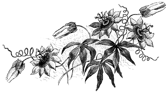 Passion Flowers Illustration Drawing