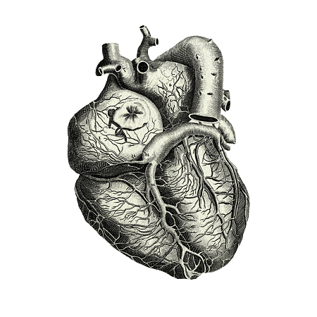 Heart Anatomy Illustration