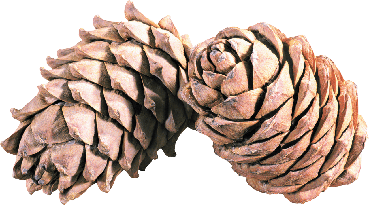 Pine Cone Duo