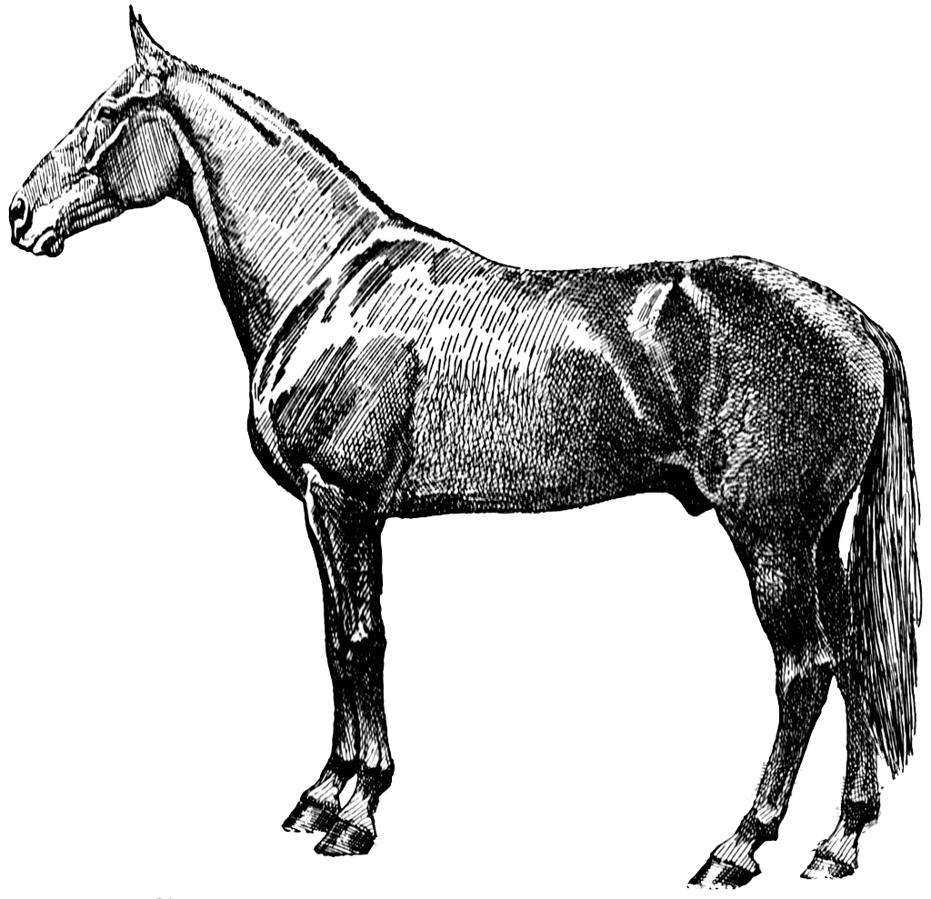 Vintage Horse Silhouette