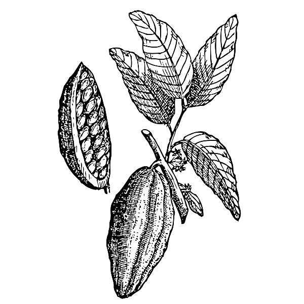 Cacao Beans and Leaves Black and White Illustration