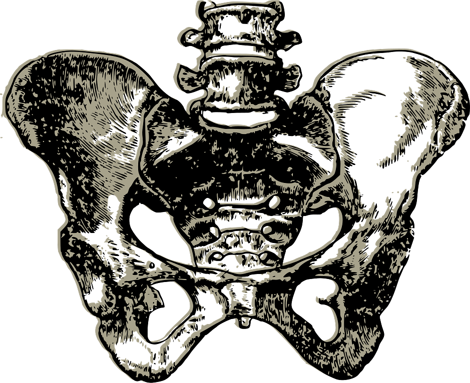 Human Pelvis