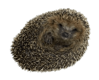 Hedgehog Rolled Up