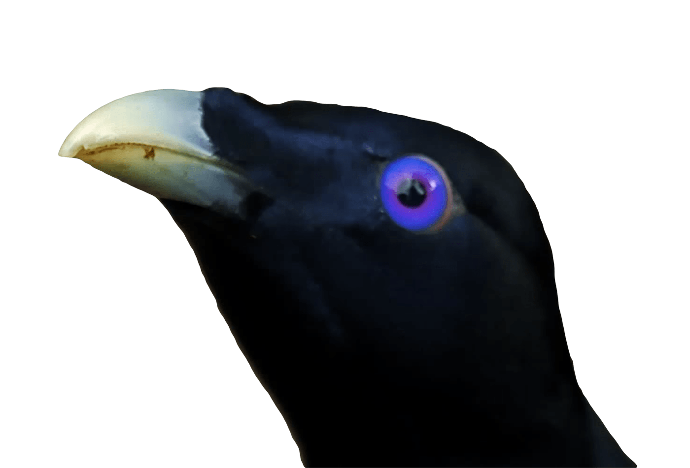 Lemme Smash Ron Stare