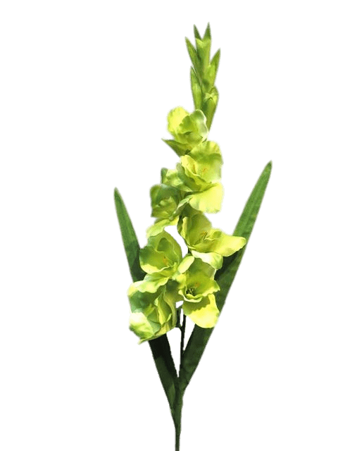 White Green Gladiolus
