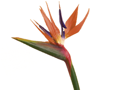 Bird Of Paradise Flower