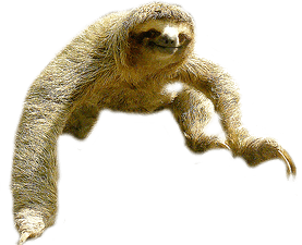 Sloth Jump