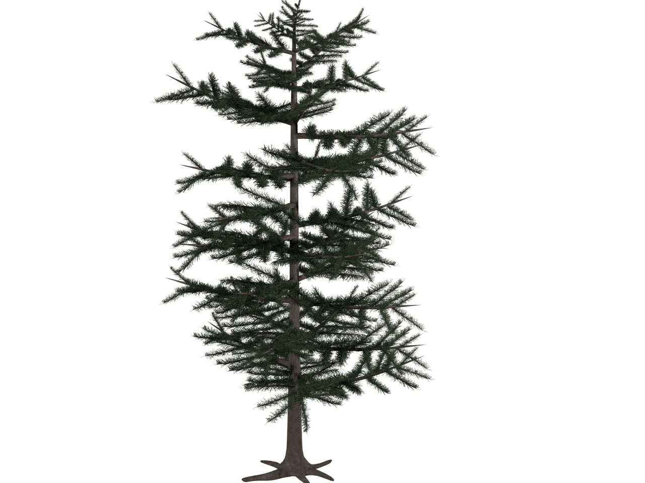 Tree Conifer