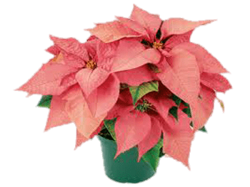 Pot Of Pink Poinsettias