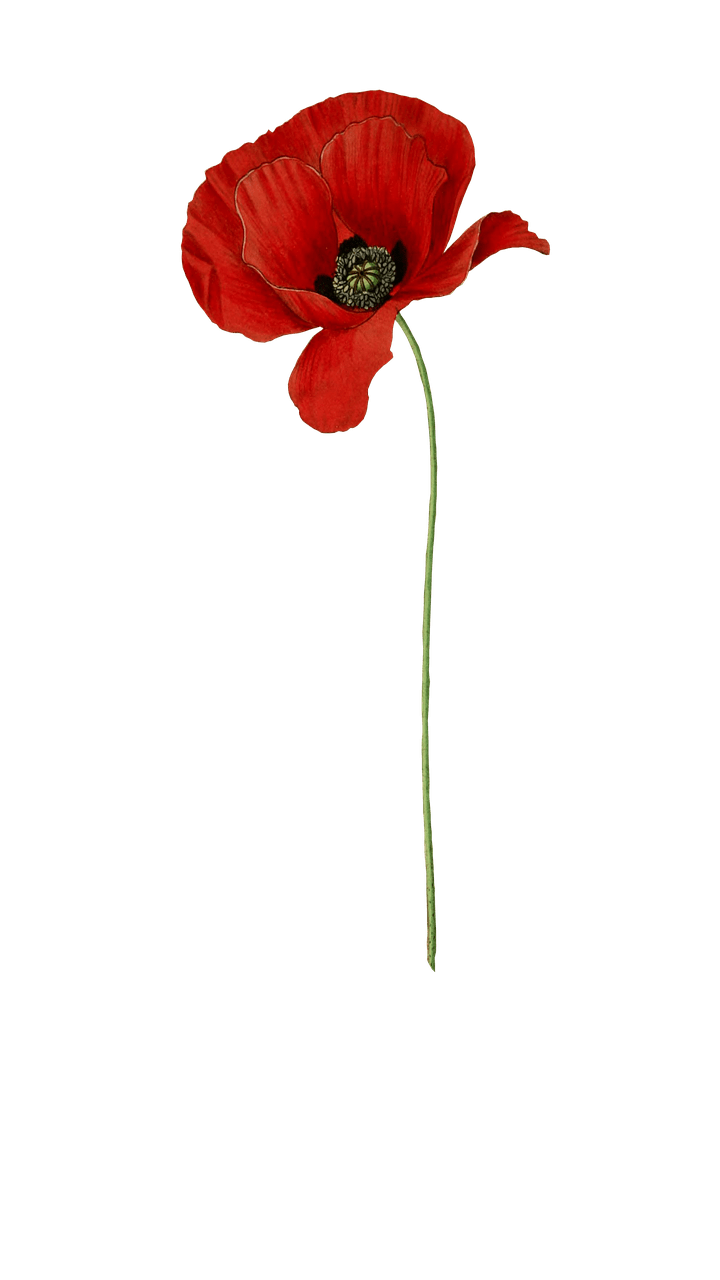 Poppy Long Stem