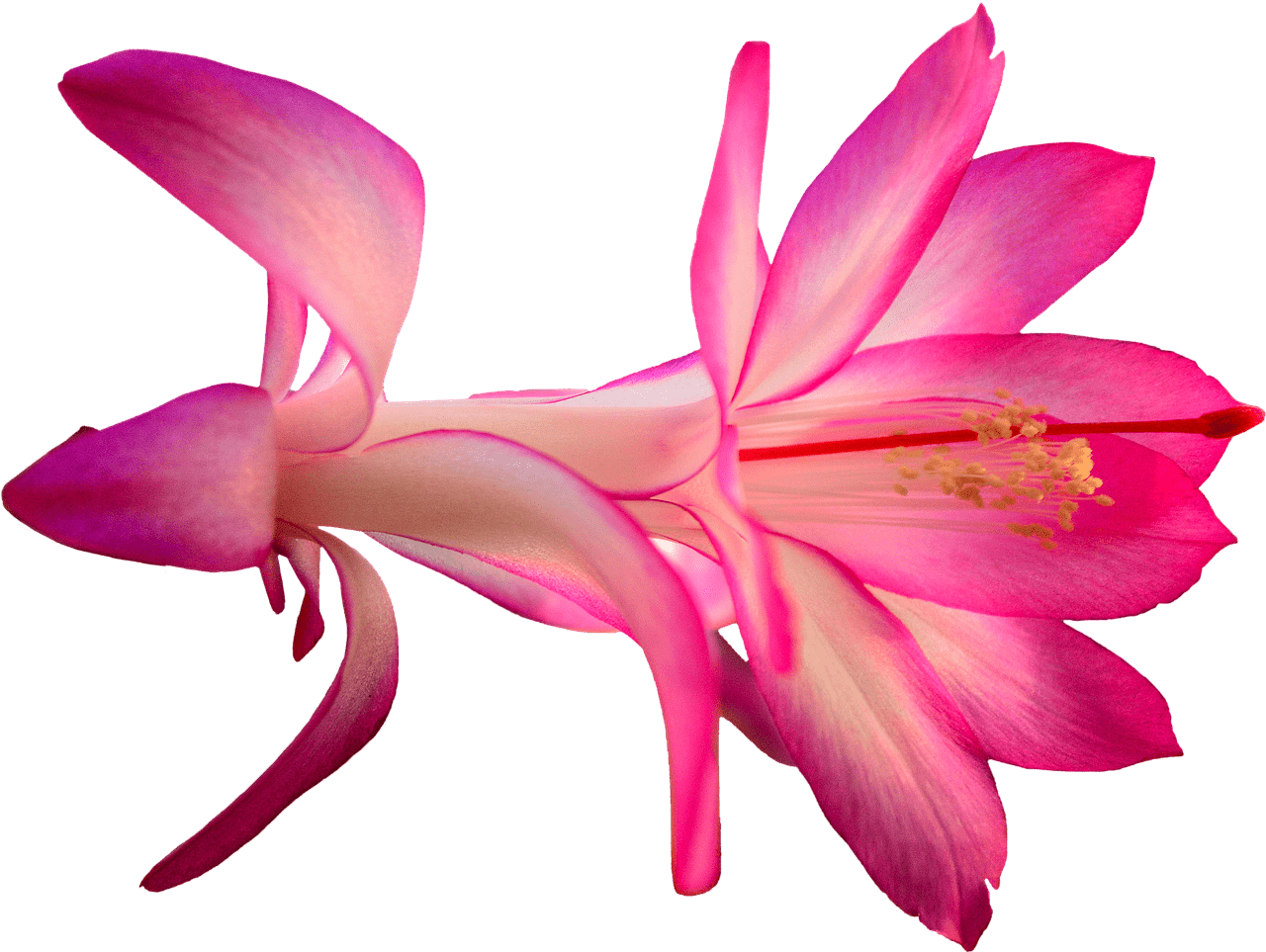 Exotic Pink Flower