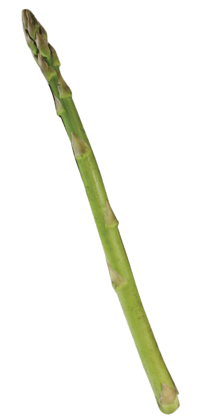 Single Asparagus