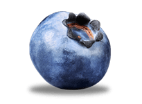 Single Blueberry