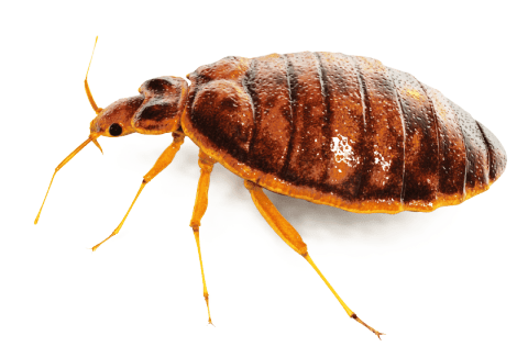 Large Bed Bug