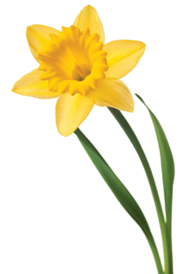 Single Daffodil
