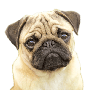 Pug Face
