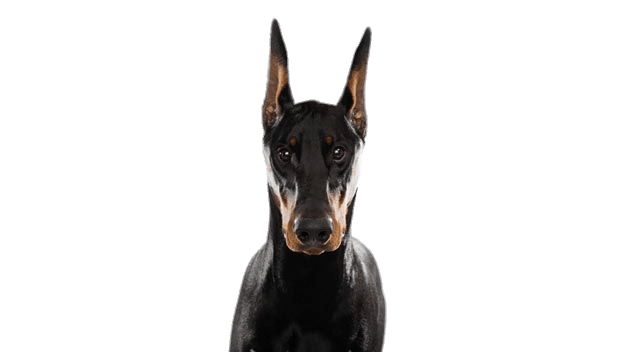 Doberman Head
