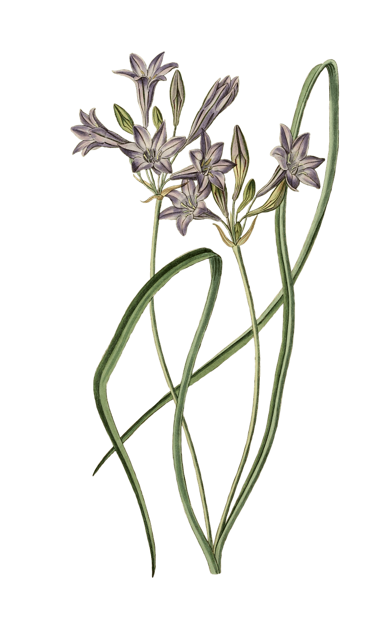 Leek Plant Drawing