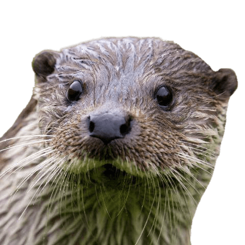 Otter Close Up