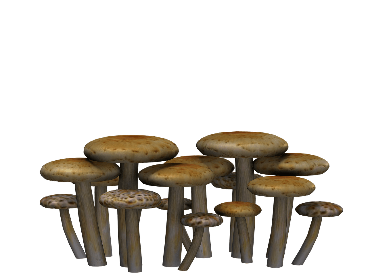 Mushrooms Flat Heads
